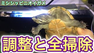 【ミシシッピニオイガメ】飼育154 浮島の調整と水槽の全掃除