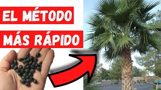 COMO GERMINAR SEMILLAS de PALMERA MEXICANA o WASHINGTONIA MUY RAPIDO!! Los MEJORES TRUCOS