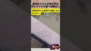 蓮池のカエルの鳴き声は 何とデジタル版で誤魔化し 😂 #中国  #shorts