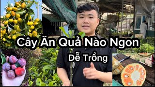 Top 10 Giống Cây Ăn Quả Ngon Dễ Trồng, Không Kén Đất , Trồng Vài Cây Gia Đình Ăn Quả