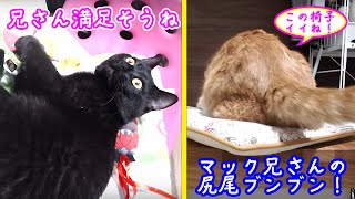 ＜2匹の猫通信＞ハッチとマックの「ほっこりライブ」＋黒猫めめちゃんも椅子に注目！マックも満足！2019 05 13　- Cat Live Stream in Japan - Cat Life TV