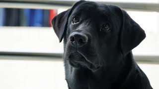 拉不拉多の日常-9個月大的嘟仔第一次過聖誕      拉不拉多 Labrador Retriever