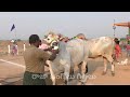 mana ongole jaate bulls