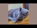 This Bird 🐦 and Cat 🐱 Have the Most Adorable Friendship Ever! #viral  #funny #trending#shorts