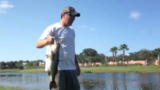 4.6lb largemouth bass just 2 minutes after I let the 4.14 go.