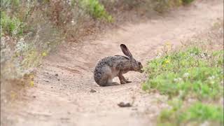 ארנבת (זכר) A common rabbit מתנקה ועוזב, חוף הצוק 7.5.2021 צילום אבי צודקביץ (AviZud)