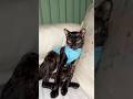 Kucing kiara punya adik baru #cat #catlover #catvideos