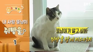 고양이를 부탁해 - 내 사랑 뚱냥이 쥐방울_#001