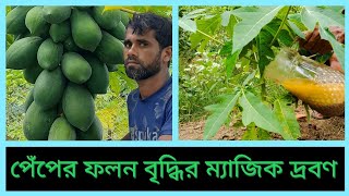 ছোট গাছেই গোড়া থেকে পেঁপে ধরবে, পেঁপের ফলন বৃদ্ধির ম্যাজিক দ্রবন/ পেঁপে গাছের পরিচর্যা।