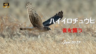 2025 ハイイロチュウヒ（１）雀を襲う【4ｋ】／山岳詩＿NikonＺ9