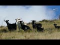 how does new zealand deal with feral goats