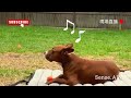 可愛狗狗短影片 現場直播 dogs 狗狗