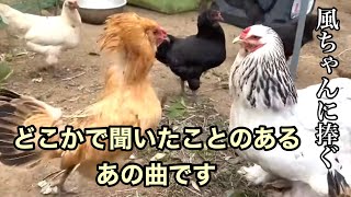 【鶏とクラシック】ボロディン「ダッタン人の踊り」オペラ「イーゴリ公」より