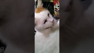 猫 ジャンプ力すごい