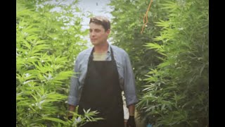 Insectergy: Revolutionizing Cannabis with Insect Technology