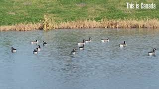 Believe it or not, these birds can be aggressive to both humans and animals.