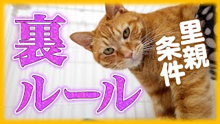 保護猫の里親になる譲渡条件に裏ルール！