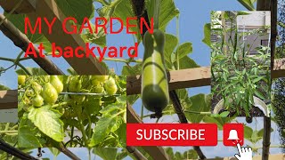 #mygarden at backyard សួនបន្លែក្រោយផ្ទះរបស់ខ្ញុំ