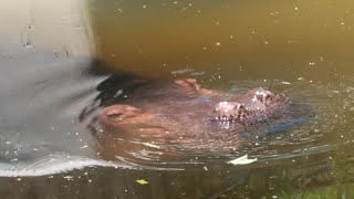 水中でのんびりユイちゃん【2023年4月27日】【上野動物園】カバ