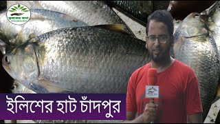 ইলিশ হাট চাঁদপুর থেকে সরাসরি | Ilish fish market Chandpur