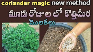 coriander magic from seed to sprout🌱 in just 3days ఈ సులభమైన పద్దతిలో కొత్తిమీర మూడు రోజులలో మొలకలు