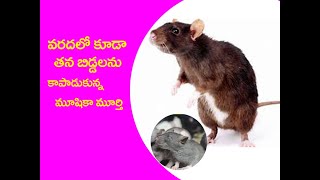 Rat save their children in flood |  ఎలుక తన పిల్లల్ని ఇలా | Ravikiranalu TV