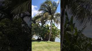 Backyard view@West Palm Beach, Florida | అమెరికా లో వెస్ట్ పామ్ బీచ్ లోని లేక్‌వ్యూ ఇళ్ళు |lake view