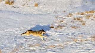 Colorado gets another wave of wolves as wildlife officials reflect on lessons learned