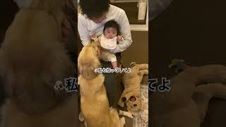 👶に嫉妬して「パパに抱っこして欲しい」と訴えるゴールデンレトリバーが可愛い #shorts #short #shortvideo #goldenretriever #犬 #犬のいる暮らし #dog