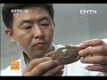 科技苑 《科技苑》 20130822 养在盒子里的螃蟹