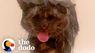 Cat's Favorite Activity Is Showering | The Dodo