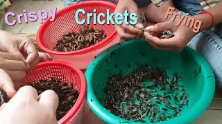 Crispy Cricket Frying | បំពងចង្រិតអោយស្រួយ