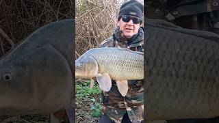 Carp fishing  boilies banana scopex presto il video🎣🌲😏#fishing #fish