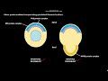 asymmetric cell division is controlled by localized protein complexes