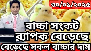 আজকের বয়লার মুরগির বাচ্চার দাম ব্যাপক বেড়েছে : সকল বাচ্চাসহ বয়লার বাচ্চার দাম জানুন : 30/01/ 2025