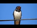 Ladusvala läte. Rauchschwalbe Gesang. Barn Swallow Call. Rondine canto. Hirundo rustica