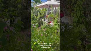 【HD動画】2024年10月22日  秋の花が咲いています。 #flowers #garden #癒し#自然 #naturelovers #薔薇は美しく散る #ばらの花 #rosegarden