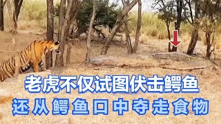 老虎不仅试图伏击鳄鱼，还从鳄鱼口中夺走食物，猫就是欺负鱼