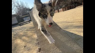 폭풍 성장 ~ 벨라~♥♥       #bordercollie #벨라 #보더콜리 #4개월강아지 #벌써 #이렇게컷니 #귀여워 #건강해 #폭풍성장