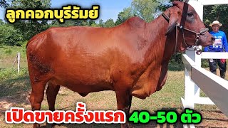 ของดีบุรีรัมย์ เปิดขายวัวลูกคอกครั้งแรก 40-50 ตัว จะขายถูกๆ เจ้าของจะไปอยู่ต่างประเทศ อยากลดต้นทุน