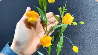 【GIỚI THIỆU】「SANDERSONIA」