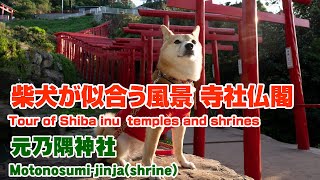 【犬とおでかけ】 元乃隅神社　柴犬が似合う日本の風景 寺社仏閣編