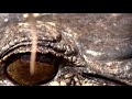 Severe drought in the Florida Everglades