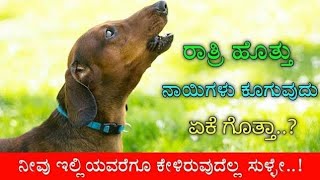 ನಾಯಿಗಳು ರಾತ್ರಿ ಹೊತ್ತು ಯಾಕೆ ಬೋಗಳುತ್ತದೆ ಎಂದು ಒಮ್ಮೆ ನೋಡಿ || dog || divine kannada