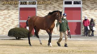 ディープブリランテ(Deep Brillante) - ブリーダーズ･スタリオンS種牡馬展示会2021