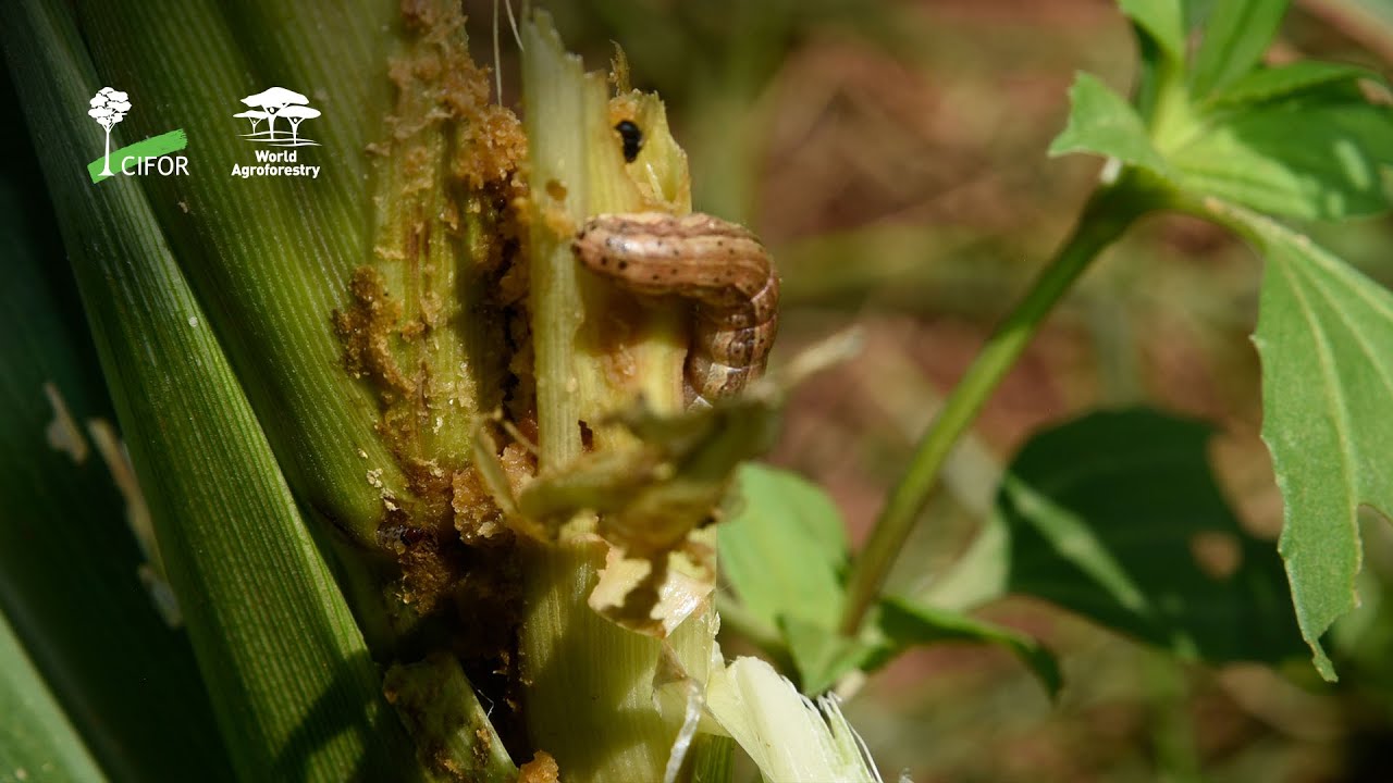 Using IPM (Integrated Pest Management) To Manage Pests On Smallholder ...