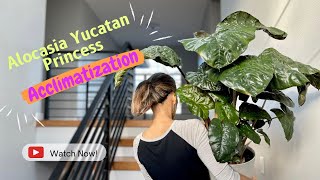 Alocasia Yucatan Princess Acclimation - what should you do when you bring a plant home #indoorplant