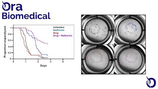 New metformin + drug synergy suppresses Alzheimer's disease mediated paralysis