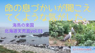 北海道の天売島は海鳥の楽園〜ウミネコの子育て編（2019年6月第１弾）エンミカのおすすめ北海道観光スポット