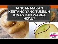 JANGAN MAKAN KENTANG YANG TUMBUH TUNAS DAN WARNA HIJAU?